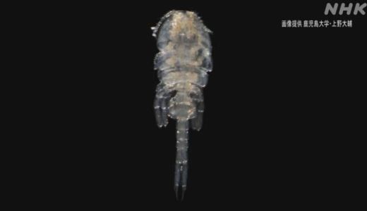 新種の甲殻類が「オシリカジリムシ」と命名される ~1月第5週のできごと~