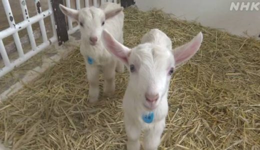 春の牧場でベビーラッシュ 54頭の子ヤギが誕生 ~3月第5週&4月第1週のできごと~