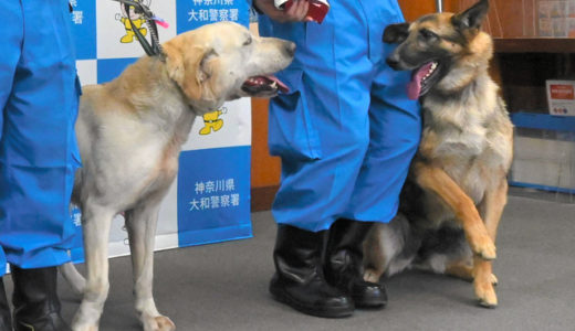 警察犬コンビ、1時間で子どもを発見し1ヶ月間で二度目の表彰を受ける ~6月第2週のできごと~