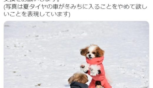 国土交通省公式ツイッターが「職員の愛犬」写真投稿し話題に ~11月第5週&12月第1週のできごと~