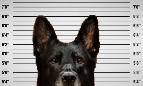 容疑者の警察犬を投稿した警察署に「無罪を！」の声 ~1月第5週のできごと~