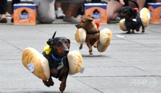 米国で「ホットドッグ・レース」、イヌがパンに挟まった格好で疾走 ~9月第4週のできごと~