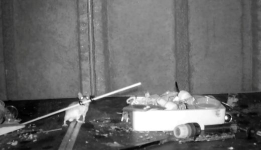 ネズミが毎晩作業場の片づけ、カメラ映像で確認 ~1月第2週のできごと~