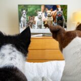 犬は“テレビに映る別の犬”が大好き ~1月第4週のできごと~