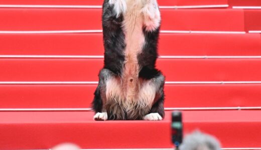 カンヌ映画祭でレッドカーペットに“犬” ~5月第3週のできごと~