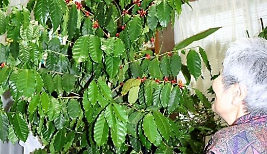 100均のコーヒーの苗 家で巨大化 ~11月第5週のできごと~