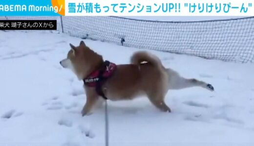 けりけり…ぴーん！積もった雪を後ろ足で跳ね上げる柴犬 ~12月第2週のできごと~