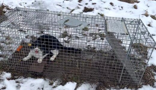牧場住まいの猫さん、アライグマの罠にかかりご立腹 ~12月第4週のできごと~