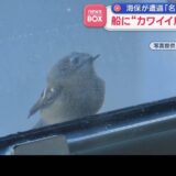 船に“カワイイ鳥”次々現る 海保が遭遇 ~12月第5週&1月第1週のできごと~