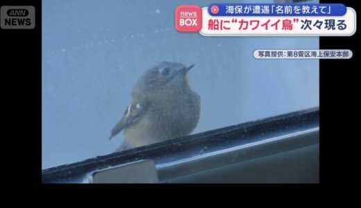 船に“カワイイ鳥”次々現る 海保が遭遇 ~12月第5週&1月第1週のできごと~