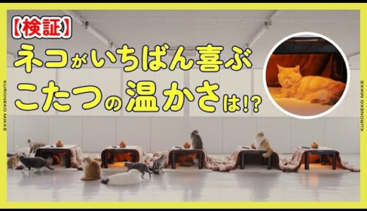 ネコが一番喜ぶこたつの温かさは？ ヤマトGが検証 ~1月第5週&2月第1週のできごと~