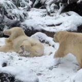 嬉しすぎて仕方がない！ 全身で雪を楽しむホッキョクグマ ~2月第3週のできごと~