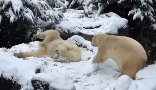 嬉しすぎて仕方がない！ 全身で雪を楽しむホッキョクグマ ~2月第3週のできごと~
