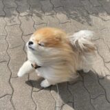 強風オールバックになっちゃったポメラニアン ~3月第2週のできごと~