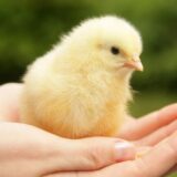 ヒヨコも人間との触れ合いで「幸せ」を感じている ~3月第6週&4月第1週のできごと~