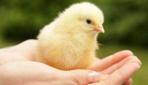 ヒヨコも人間との触れ合いで「幸せ」を感じている ~3月第6週&4月第1週のできごと~