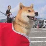 岐阜県警で初めて柴犬を警察犬に任命 ~4月第2週のできごと~